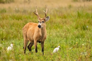 Marsh jelena - manflock sličan baraziranju Marsh jelena - manflock sličan baraziranju